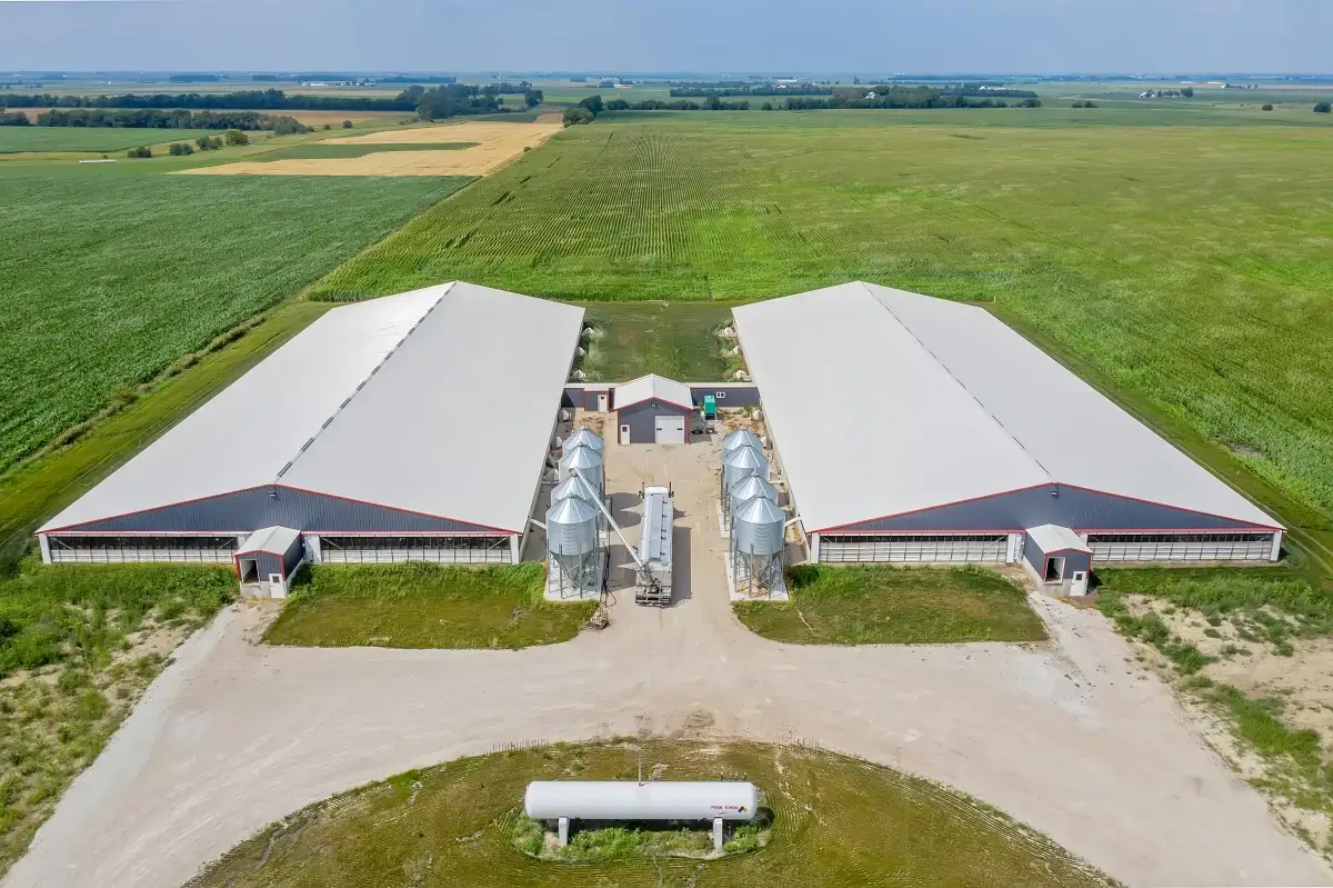 Aerial drone photo of twin livestock barns and feed silos amid Central Illinois cornfields