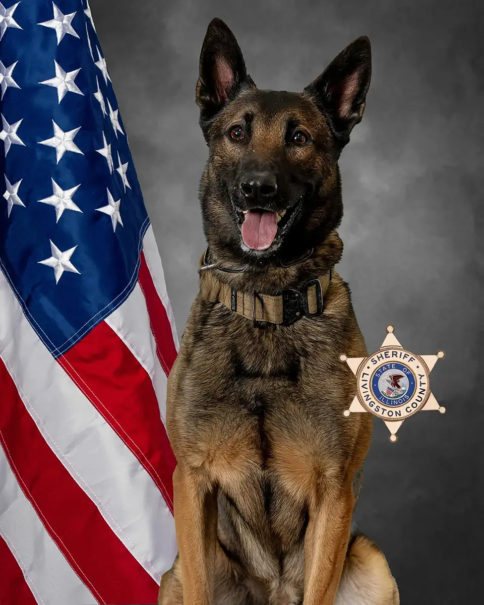 Portrait of Livingston County Sheriff K9 — Belgian Malinois with American flag and sheriff star badge